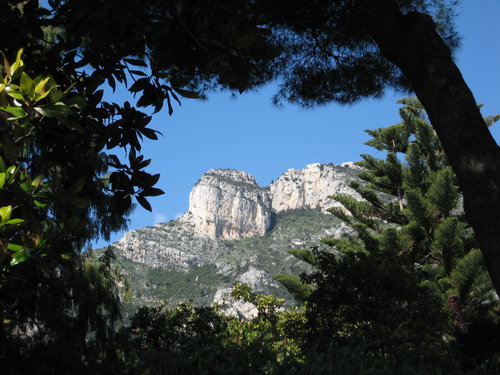 La tête de chien*